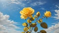 Beautiful Yellow Rose with Blue Sky in gardern Royalty Free Stock Photo