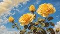 Beautiful Yellow Rose with Blue Sky in Gardern Royalty Free Stock Photo