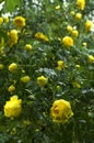 Beautiful yellow rose buch.Closeup of fresh yellow roses with water drops after rain