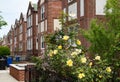 Beautiful Yellow Roses during Spring along a Neighborhood Sidewalk lined with Old Townhouses in Astoria Queens New York