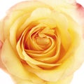 Beautiful yellow rose close-up Royalty Free Stock Photo