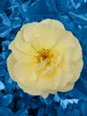 Beautiful yellow rose closeup on blue background. Royalty Free Stock Photo