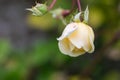 Beautiful yellow rose closeup Royalty Free Stock Photo