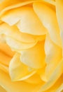 Beautiful yellow rose closeup Royalty Free Stock Photo
