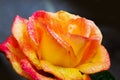Beautiful yellow rose closeup. Royalty Free Stock Photo