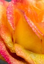 Beautiful yellow rose closeup. Royalty Free Stock Photo