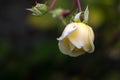 Beautiful yellow rose closeup Royalty Free Stock Photo