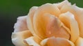 Beautiful yellow rose closeup Royalty Free Stock Photo