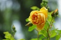 Beautiful yellow rose