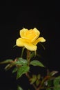 Beautiful Yellow Rose on a Dark Background Royalty Free Stock Photo