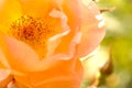 beautiful yellow rose detail Royalty Free Stock Photo