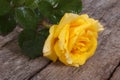 Beautiful yellow rose with drops of dew