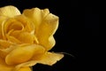 Beautiful yellow rose in drops of water on a black background. Half of a flower closeup and an empty place for text. Royalty Free Stock Photo