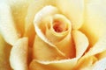 Beautiful yellow rose flower Royalty Free Stock Photo