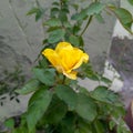 Beautiful yellow rose flower blooming in branch of green leaves plant growing in garden, nature photography, gardening background Royalty Free Stock Photo