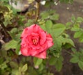 Beautiful red rose flower blooming, growing in garden, nature photography, natural gardening background, floral wallpaper Royalty Free Stock Photo