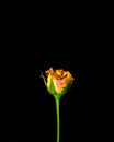 Beautiful yellow rose flower bud isolated in black background Royalty Free Stock Photo