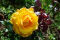 Beautiful yellow rose flower in the garden Royalty Free Stock Photo
