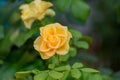 Beautiful yellow rose flower in a garden. They bring you and the friendship you share the purist of color Royalty Free Stock Photo