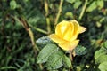 Beautiful yellow rose flower green leaf close up romantic nature blossom garden still life sunny day Royalty Free Stock Photo