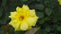 Beautiful yellow rose flower on green leaves background in home garden Royalty Free Stock Photo