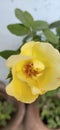 Beautiful yellow rose flower leaf Royalty Free Stock Photo