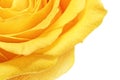 Beautiful yellow rose flower. ÃÂ¡loseup. Isolated. Royalty Free Stock Photo