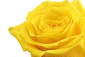 Beautiful yellow rose flower. ÃÂ¡loseup. Isolated. Royalty Free Stock Photo