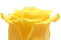 Beautiful yellow rose flower. ÃÂ¡loseup. Isolated. Royalty Free Stock Photo