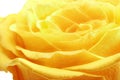 Beautiful yellow rose flower. ÃÂ¡loseup. Isolated. Royalty Free Stock Photo