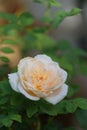 Beautiful yellow roses flower with  morning sun light in outdoor garden Royalty Free Stock Photo