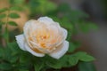 Beautiful yellow rose flower with  morning sun light in outdoor garden Royalty Free Stock Photo