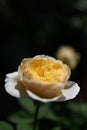 Beautiful yellow rose flower with  morning sun light in outdoor garden Royalty Free Stock Photo