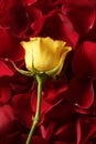 Beautiful yellow rose flower over red petals Royalty Free Stock Photo