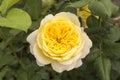 Beautiful yellow rose flower, rose garden, nature background Royalty Free Stock Photo