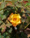 Beautiful yellow rose flower on a sunny day. Royalty Free Stock Photo