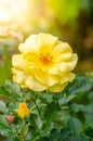 Beautiful yellow rose flower on tree in a garden Royalty Free Stock Photo