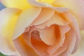 Beautiful yellow rose flower with water drops close up Royalty Free Stock Photo