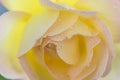 Beautiful yellow rose flower with water drops close up Royalty Free Stock Photo