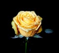 Beautiful yellow rose flower with water drops - close up. Royalty Free Stock Photo