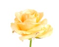 Beautiful yellow rose flower with water drops isolated on white Royalty Free Stock Photo