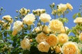 Beautiful yellow rose flowers blooming against blue sky Royalty Free Stock Photo