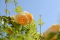 Beautiful yellow rose flowers blooming against sky Royalty Free Stock Photo