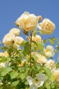 Beautiful yellow rose flowers blooming against blue sky, closeup Royalty Free Stock Photo