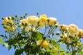 Beautiful yellow rose flowers blooming against blue sky, low angle view Royalty Free Stock Photo