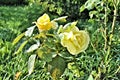 Beautiful yellow rose flowers green leaf close up romantic nature blossom garden still life sunny day morning dew Royalty Free Stock Photo