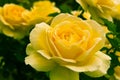 Beautiful yellow rose in a garden. Royalty Free Stock Photo