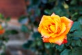 Beautiful yellow rose in the garden Royalty Free Stock Photo
