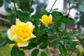 Beautiful yellow rose