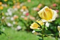 Beautiful yellow rose in a garden.